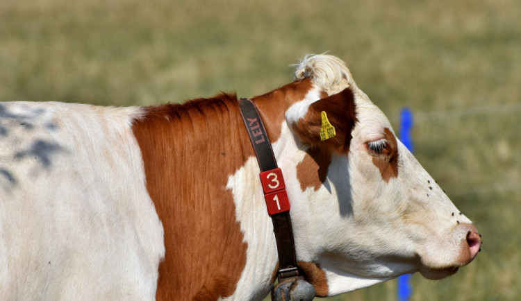 Na jižní Moravě přibývá krav. Chov prasat se zemědělcům nevyplácí