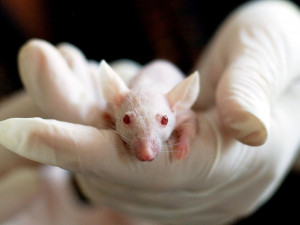 Zkoumání mrtvice i léčby rakoviny. Vědci z Brna vyvíjí metodu výzkumu nemocí na myších