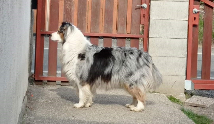 Zatoulané fenky z Českolipska srazil vlak. Pomáhaly handicapovanému Filípkovi