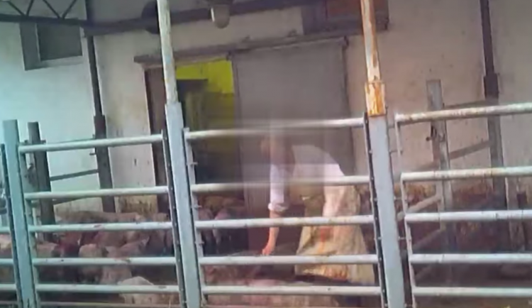 Aktivisté ukázali drsné video z jihomoravských jatek. Tahají prasata za uši a bijí je, zlobí se
