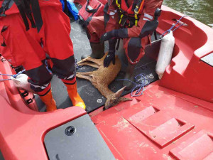 Záchranná akce v Brně. Rybář vytáhl z přehrady vyčerpanou srnku