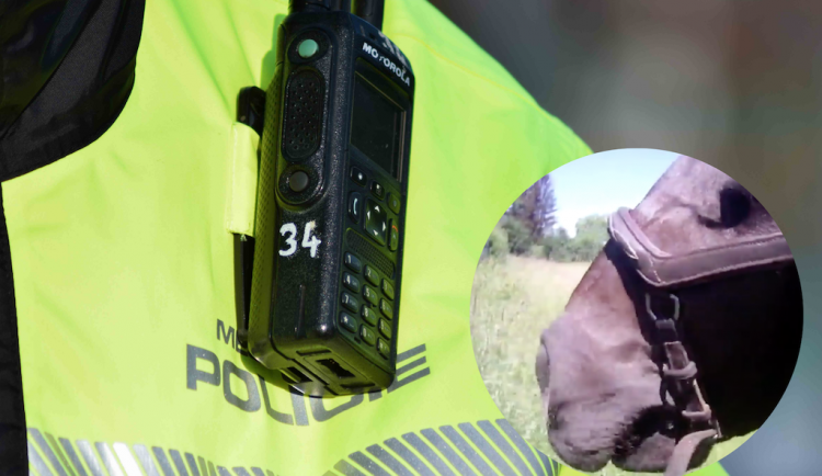 V Brně zkrotili sedmnáctiletého koně, který majitelku shodil do vody