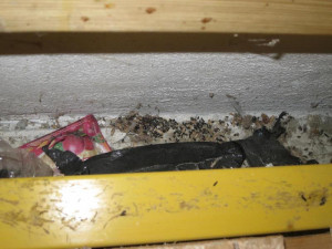 Z brněnského supermarketu se linul silný zápach myšího trusu