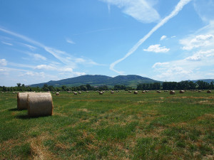 Archeologové našli na jižní Moravě kostru germánského bojovníka pohřbeného se psy