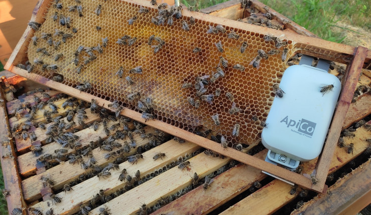 Vědci z Brna loví zloděje včel. Do úlů dali speciální stopovací systém