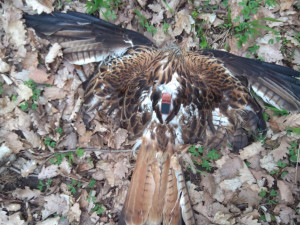 Kriminalisté na jižní Moravě lapili traviče zvěře. Chodila mi na holuby, bránil se muž