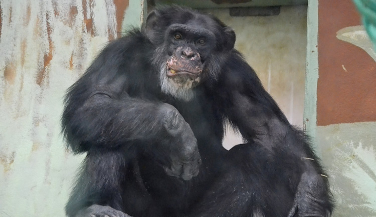 V hodonínské zoo zemřel nejstarší šimpanz. Podstoupil eutanázii