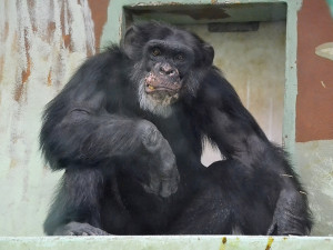 V hodonínské zoo zemřel nejstarší šimpanz. Podstoupil eutanázii