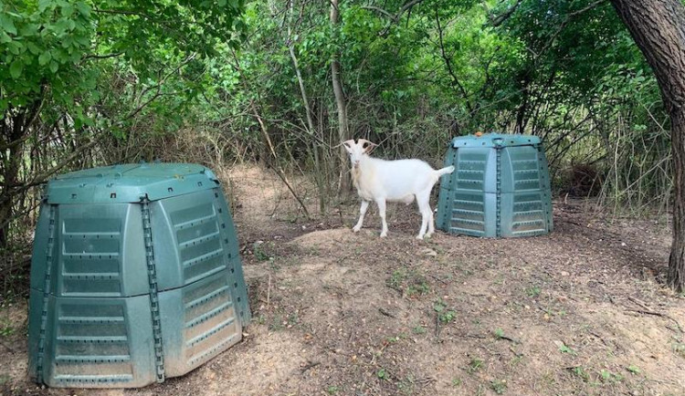 Strážníci z Brna zkrotili bílé kozy, které brnkaly na nervy řidičům