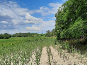 Moravské Mandloně jsou v ohrožení. Trápí je škůdce