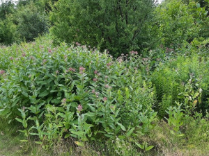 Moravské Mandloně jsou v ohrožení. Trápí je škůdce