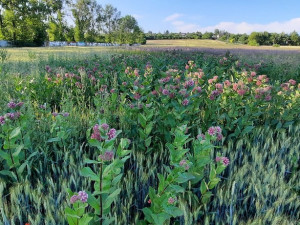 Moravské Mandloně jsou v ohrožení. Trápí je škůdce