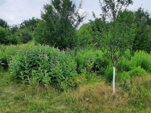 Moravské Mandloně jsou v ohrožení. Trápí je škůdce