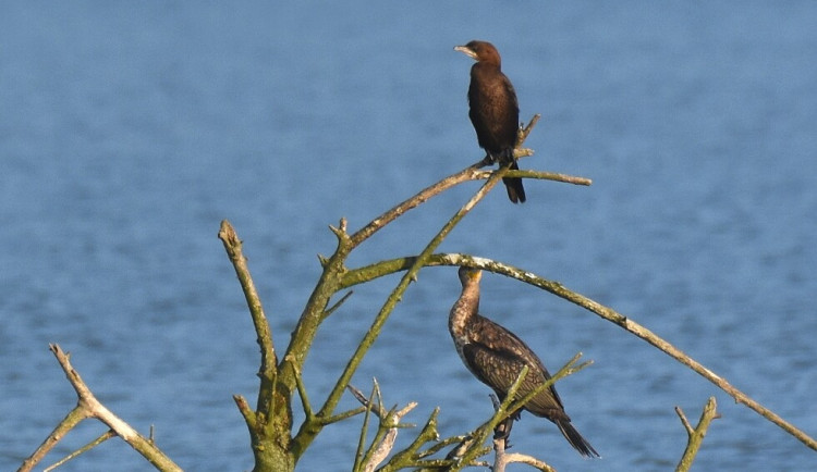 Ilustrační foto. Kormorán