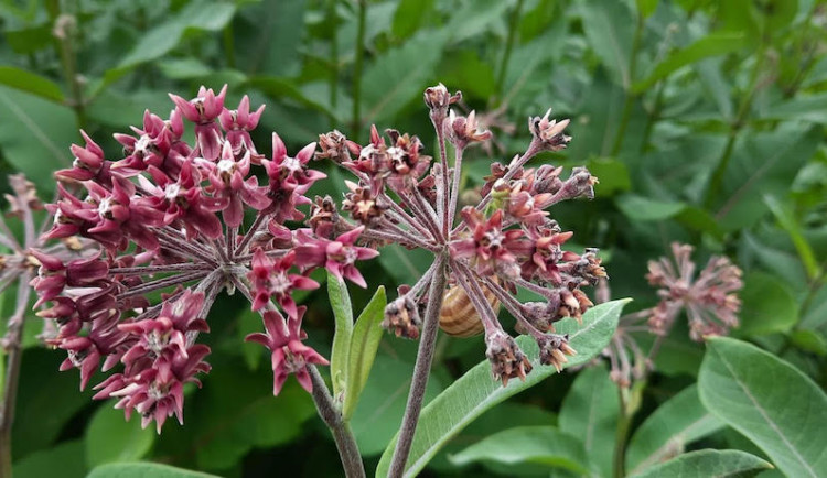 Moravské Mandloně jsou v ohrožení. Trápí je škůdce