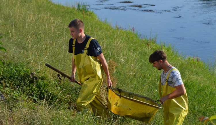 Rybáři loví z Dyje desítky tun mrtvých ryb. Zabily je sinice