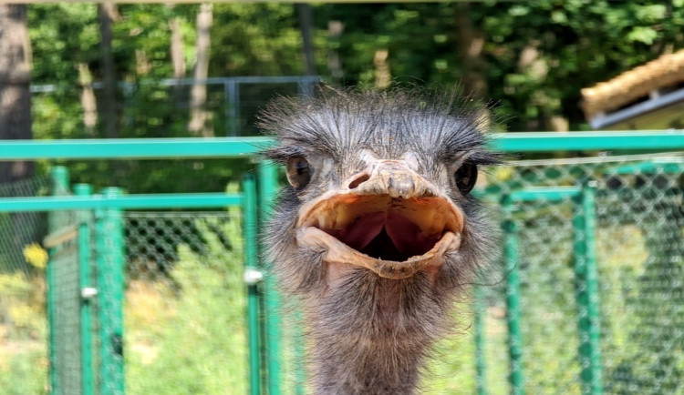 Po Bystrci se prohání pštrosi. Do zoo se vrátili po sedmi letech