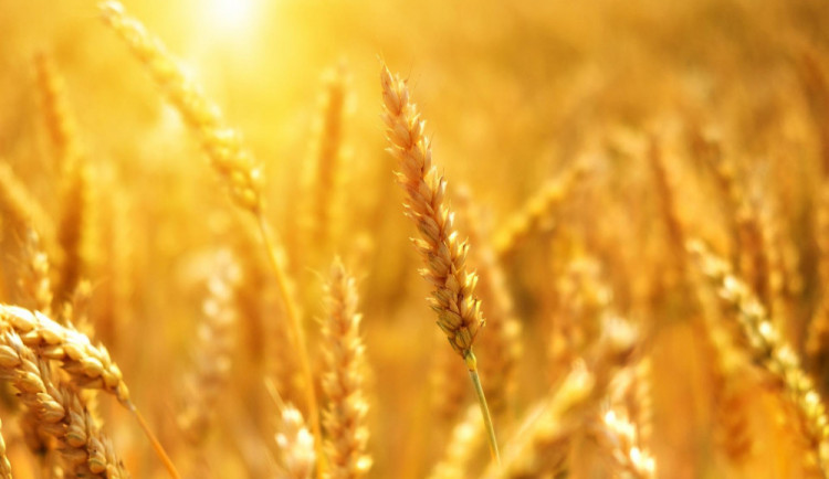 Chemii v obilí už nechceme, hlásí vědci z Brna