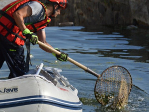 Rybáři vylovili z Dyje poslední várku mrtvých ryb