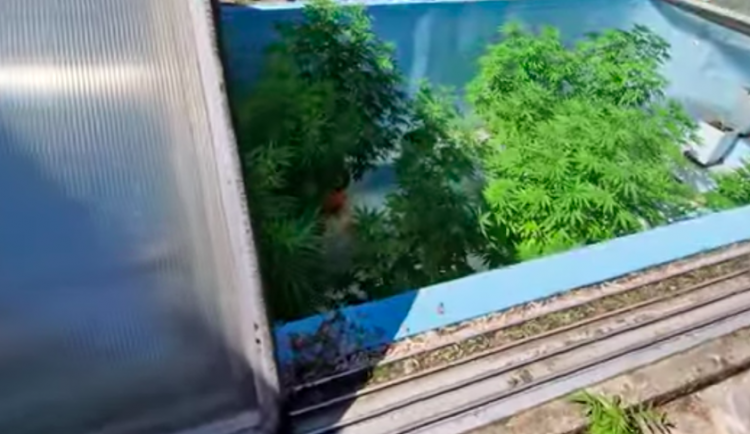 Toxi tým policistů pochytal pěstitele, kteří opečovávali marihuanový bazén