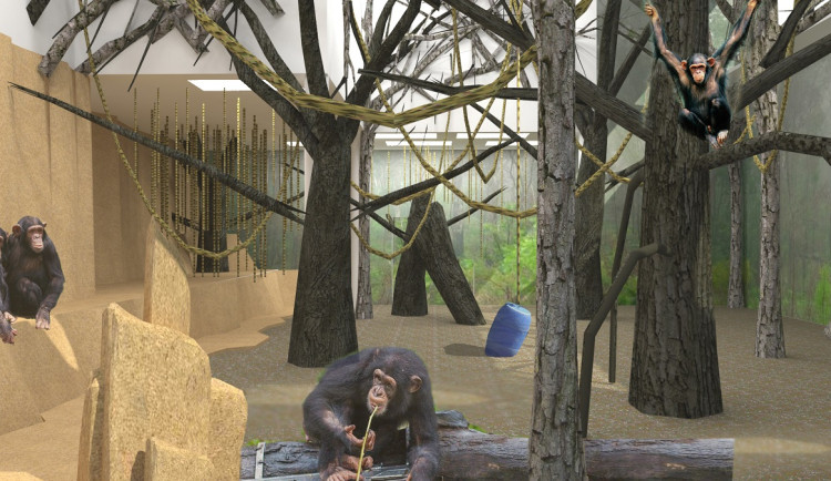 Nový pavilon, noví šimpanzi. V brněnské zoo začala stavba domova pro primáty