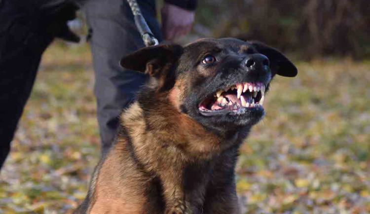 Trhej, zvolal důchodce z Brna a poštval proti strážníkovi agresivního psa