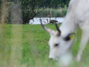 Na pastvinách se pase uherský stepní skot