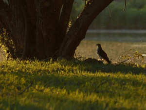 Potravní specialista včelojed lesní létá do parku lovit vosy