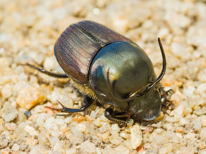 Přítomnost krav přitáhla pozornost vzácného brouka