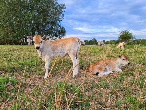 Odborníci na ptáky si na jižní Moravě pochvalují krávy, které žerou invazivní rostliny
