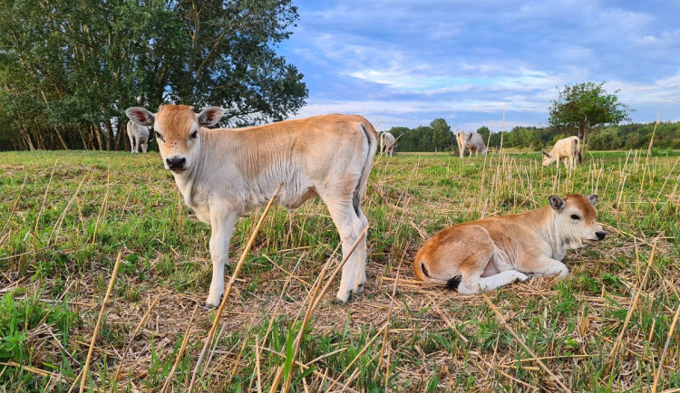 Začátkem července dvě ze čtyř krav porodily mláďata