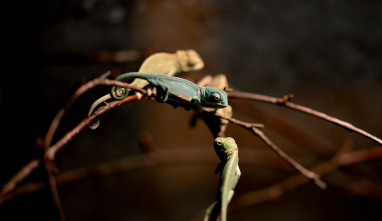 Hodonínská zoo se těší z mláďat chameleonů