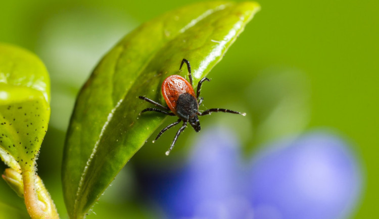 Brněnské nemocnice trápí koronavirus i klíšťata. Očkujte se, radí lékaři