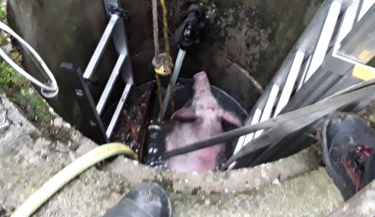 Na jižní Moravě kvičel o pomoc čuník, který se topil ve studni