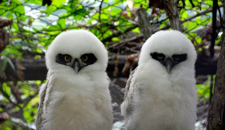 Malí puštíci brýlatí