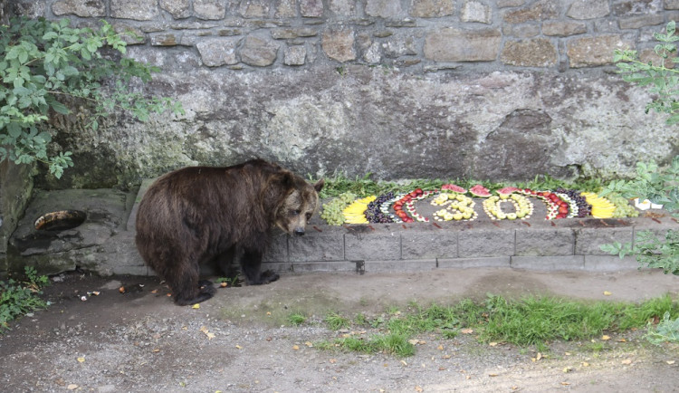 Medvědi z náchodského zámku oslaví v letošním roce třicáté narozeniny