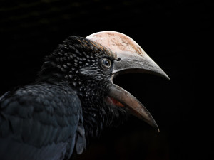 Zoo na jižní Moravě po sto dnech ukázala ptačí mláďata, která se schovávala v hnízdní dutině