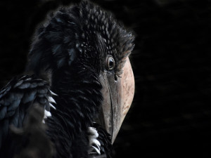 Zoo na jižní Moravě po sto dnech ukázala ptačí mláďata, která se schovávala v hnízdní dutině