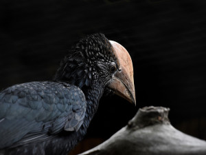 Zoo na jižní Moravě po sto dnech ukázala ptačí mláďata, která se schovávala v hnízdní dutině