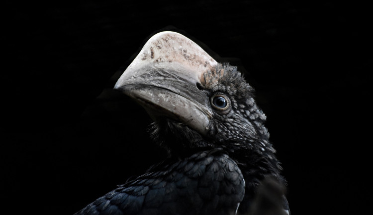 Zoo na jižní Moravě po sto dnech ukázala ptačí mláďata, která se schovávala v hnízdní dutině