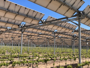 Zemědělce v Česku láká pěstování rostlin pod solárními panely