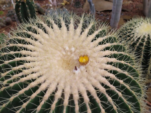 V brněnské botanické zahradě vykvetl kaktus. Poprvé za sto let