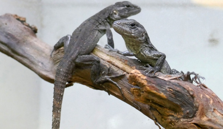 Brněnská zoo se chlubí. Odchovala kriticky ohrožené leguány