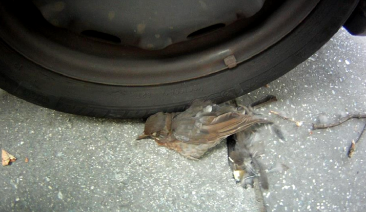 Záchrana malého drozda