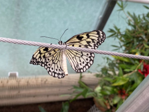 Do Brna dolétli tropičtí motýli. Zaplnili celý skleník
