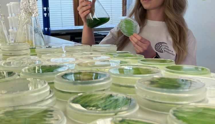 Mikrořasy z Mendelu vyčistí vodu od hormonální antikoncepce