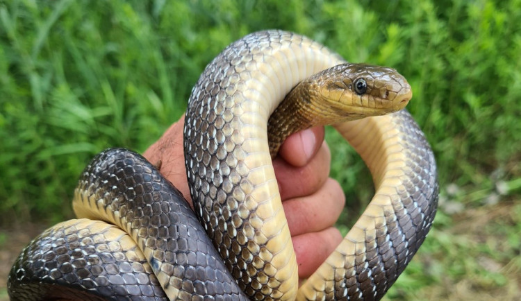 Znalci ptáků našli na jižní Moravě nejvzácnějšího hada České republiky