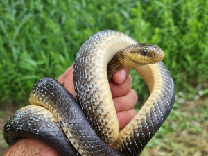 Znalci ptáků našli na jižní Moravě nejvzácnějšího hada České republiky
