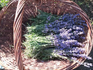České Provence. Blahodárné účinky levandulí poznávají tisíce návštěvníků areálu kousek za Prahou
