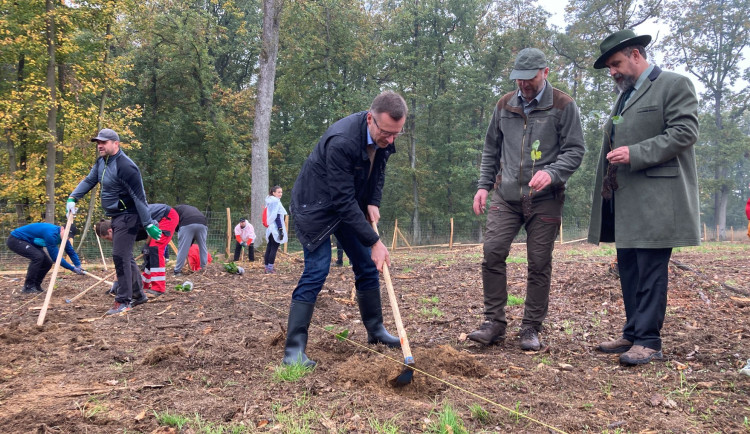 Ministr Nekula sází lípy v Mariánském údolí u Brna